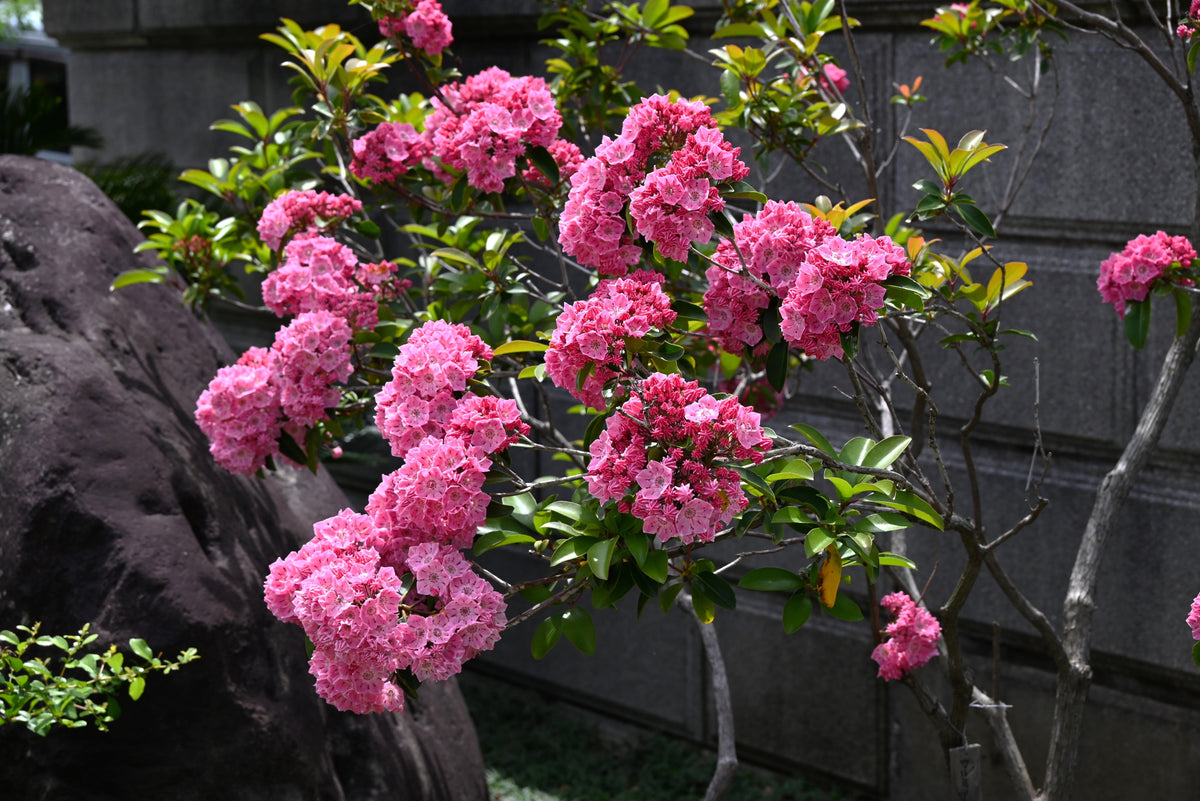 50 semillas de arbusto de laurel de montaña, Kalmia latifolia, blanco, rosa y rojo