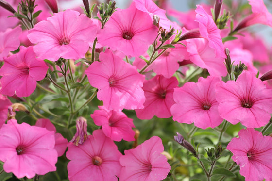 100 semillas de PETUNIA ROSA Híbrida, polinizadora, para jardín.