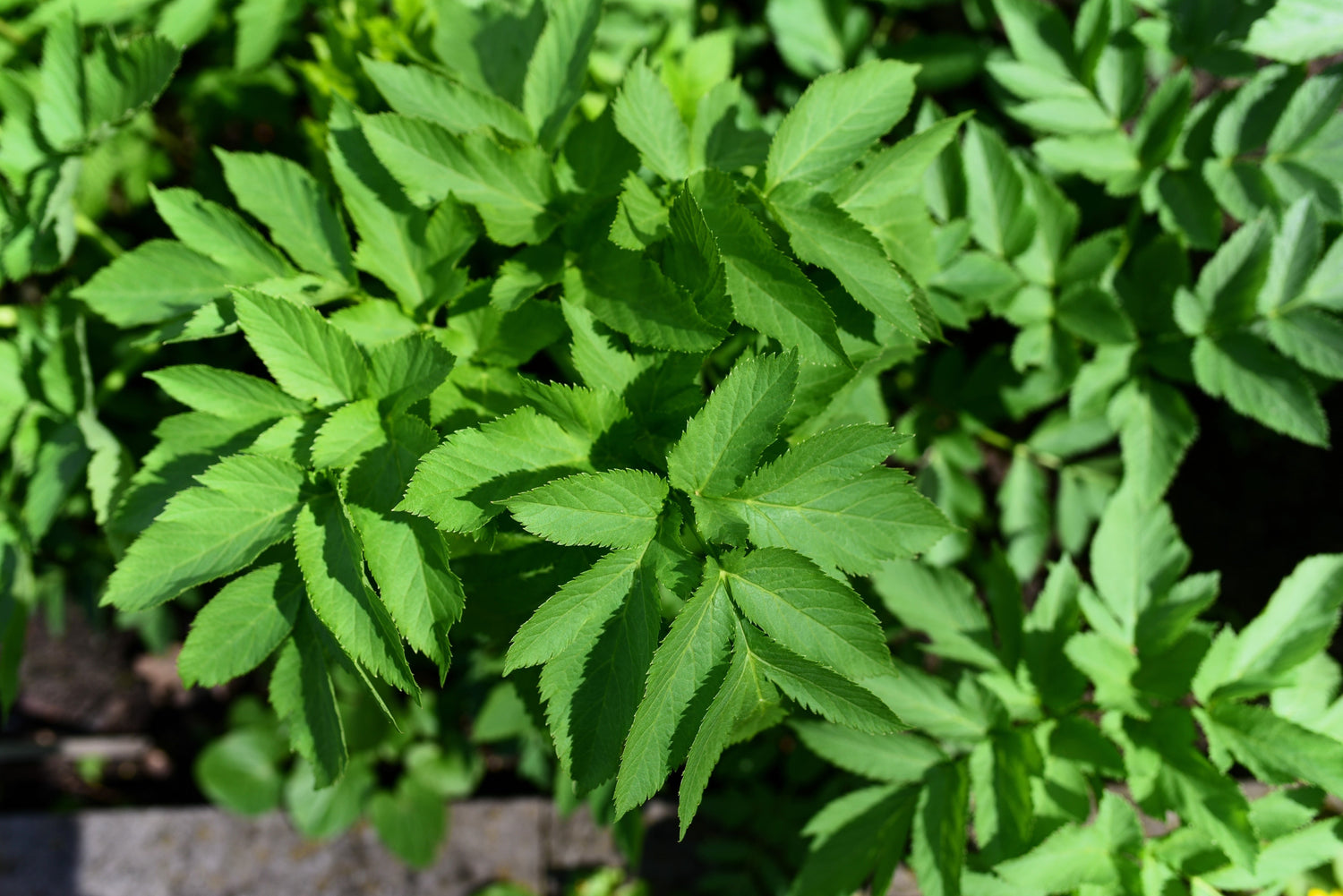 30 semillas comestibles de la hierba Arcángel/Espíritu Santo de Angélica (Archangelica Officinalis)