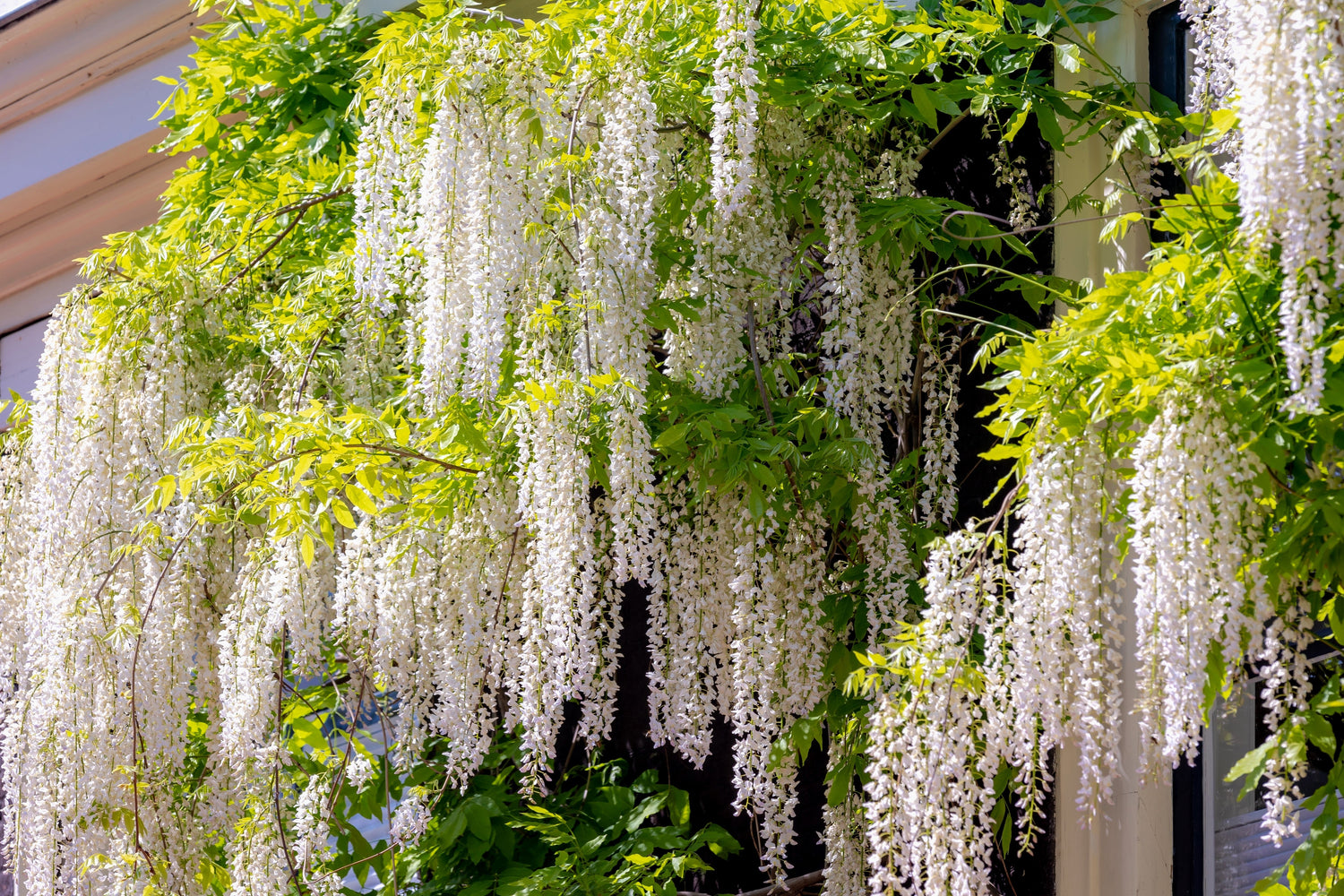 5 semillas de glicina blanca Floribunda Alba, flor ornamental japonesa