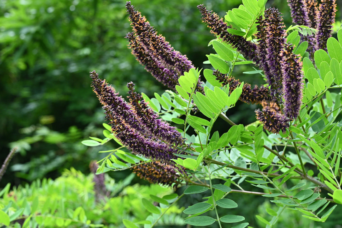 50 semillas de flores de índigo falso aromático (índigo silvestre enano) Amorpha Nana