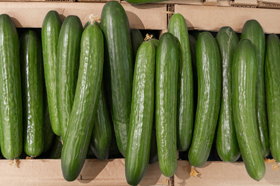 100 semillas de pepino verde largo mejorado para rebanar Cucumis sativus
