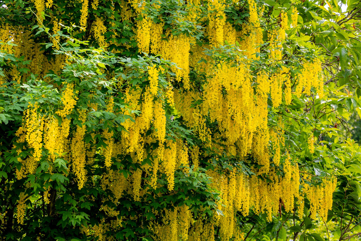 10 semillas de flores amarillas del árbol de la cadena dorada Laburnum Anagyroides