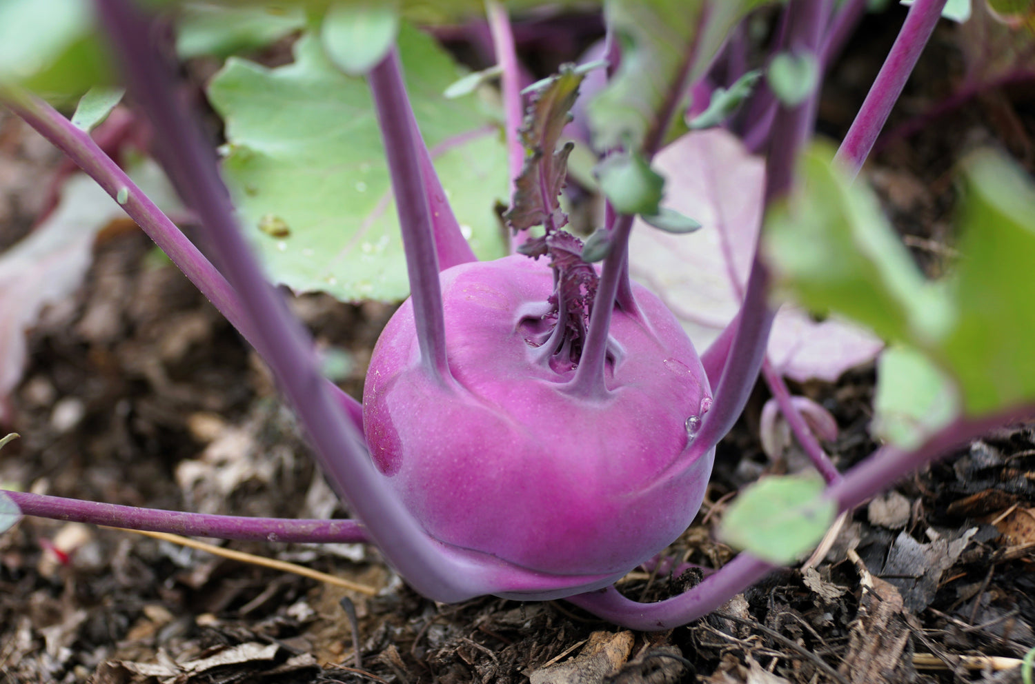 2000 COLINABO VIENA MORADO Brassica Oleracea Gongylodes Semillas de hortalizas