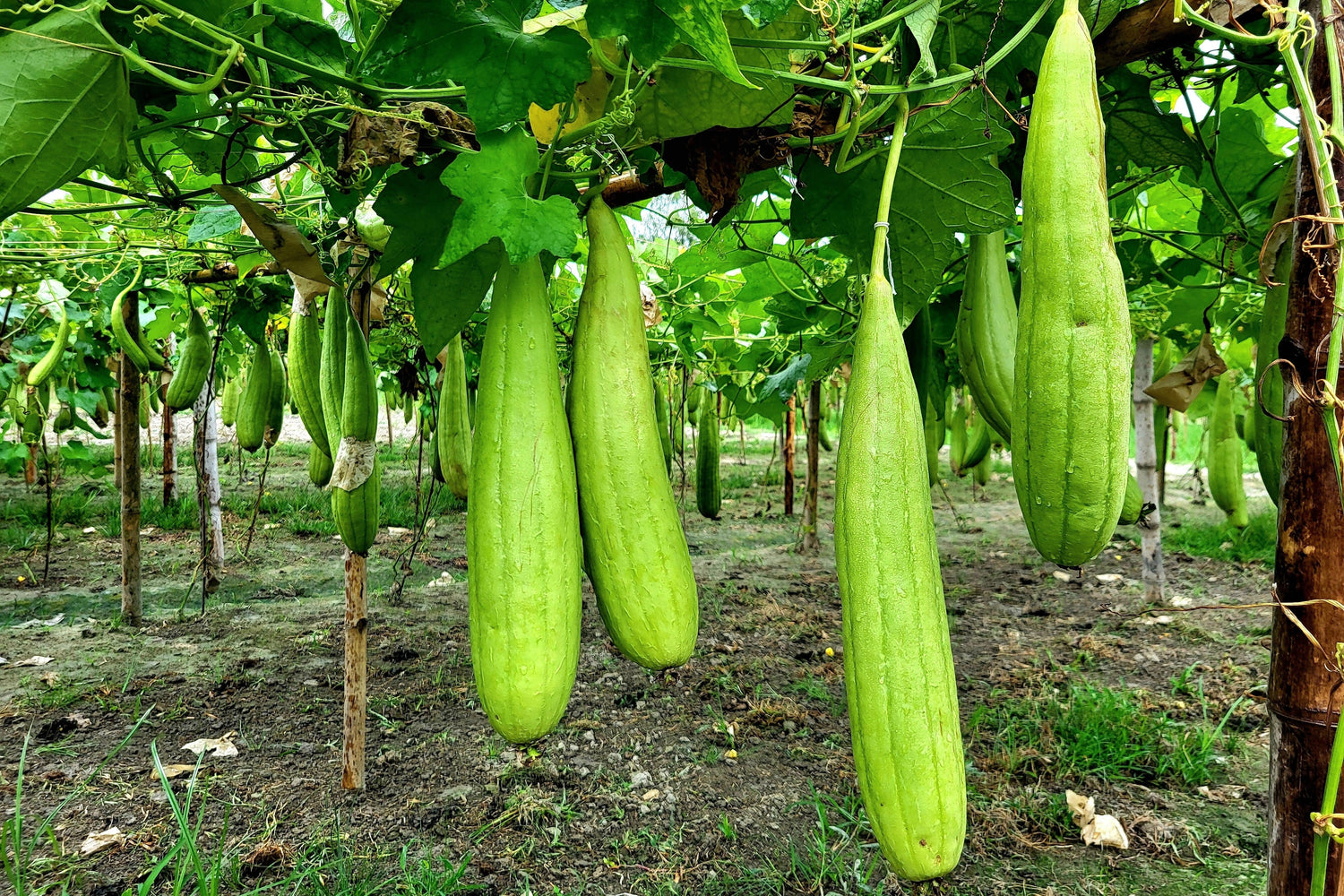 25 semillas de CALABAZA ESPONJOSA LUFFA (Esponja vegetal / Luffa suave / Esponja vegetal / Quimbombó trepador / Calabaza para trapo de cocina) Luffa Cylindrica