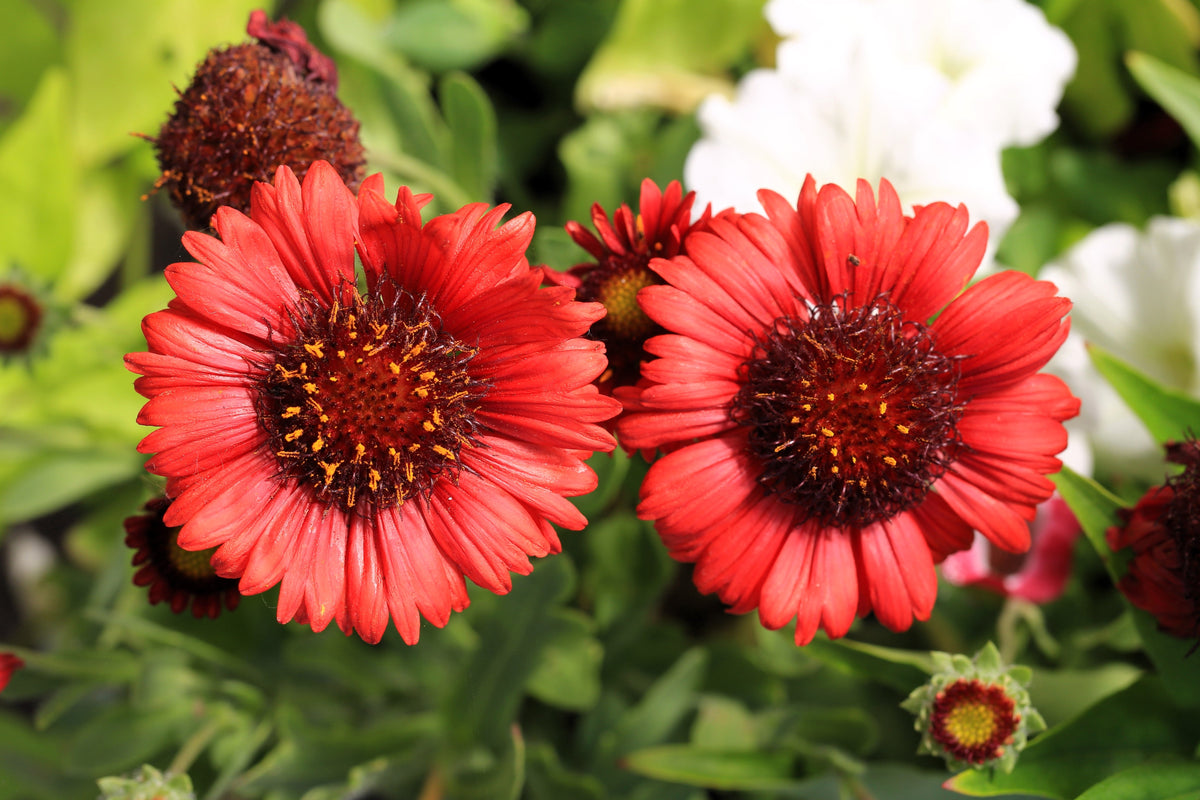 50 semillas de flor de manta india roja GAILLARDIA BORGOÑA