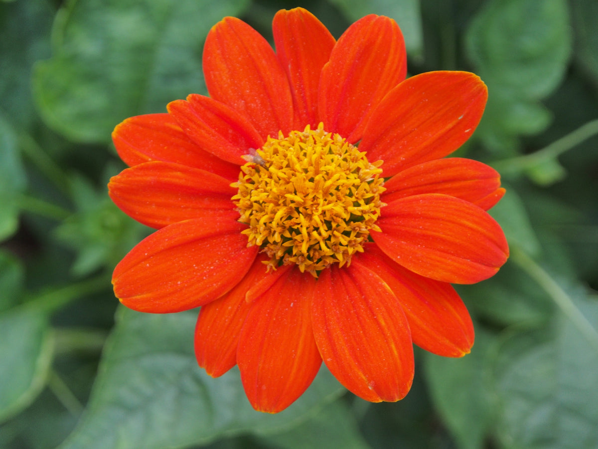 50 RED MEXICAN Torch SUNFLOWER Tithonia Rotundifolia Red Orange Flower Seeds