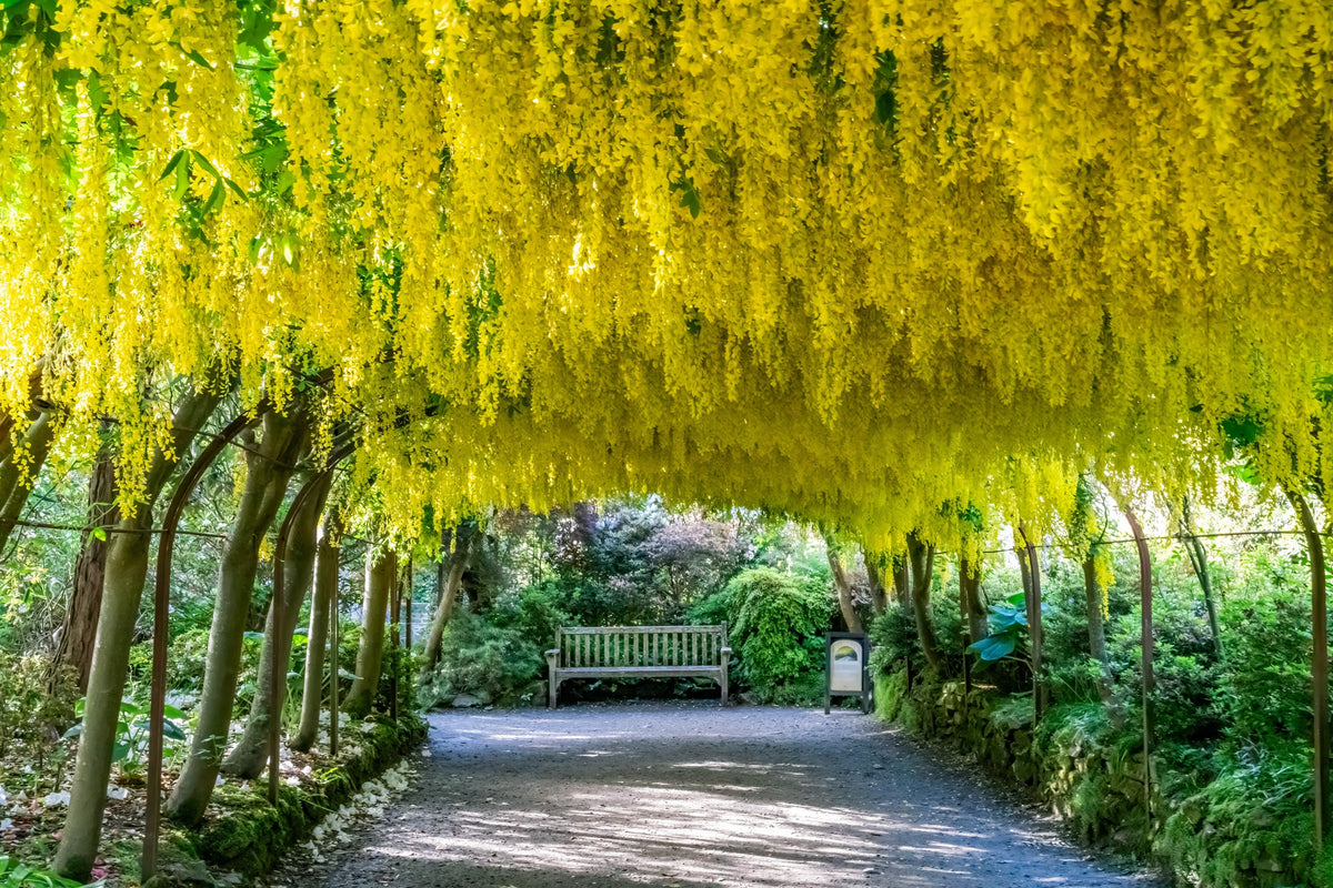 10 semillas de flores amarillas del árbol de la cadena dorada Laburnum Anagyroides