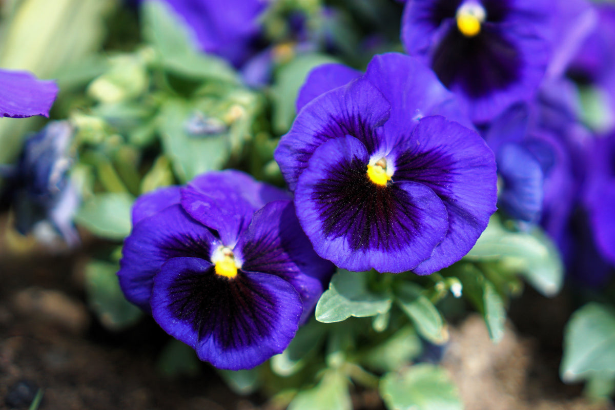 50 semillas de flores de pensamiento de mancha azul intenso, viola gigante suiza, wittrockiana, Ullswater