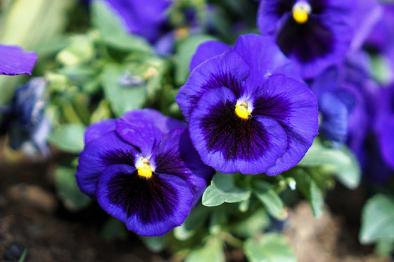 50 semillas de flores de pensamiento de mancha azul intenso, viola gigante suiza, wittrockiana, Ullswater