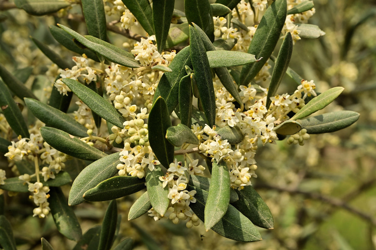 10 OLIVO CANINO Olea Europaea Canino Semilla de fruto verde negro común europeo comestible