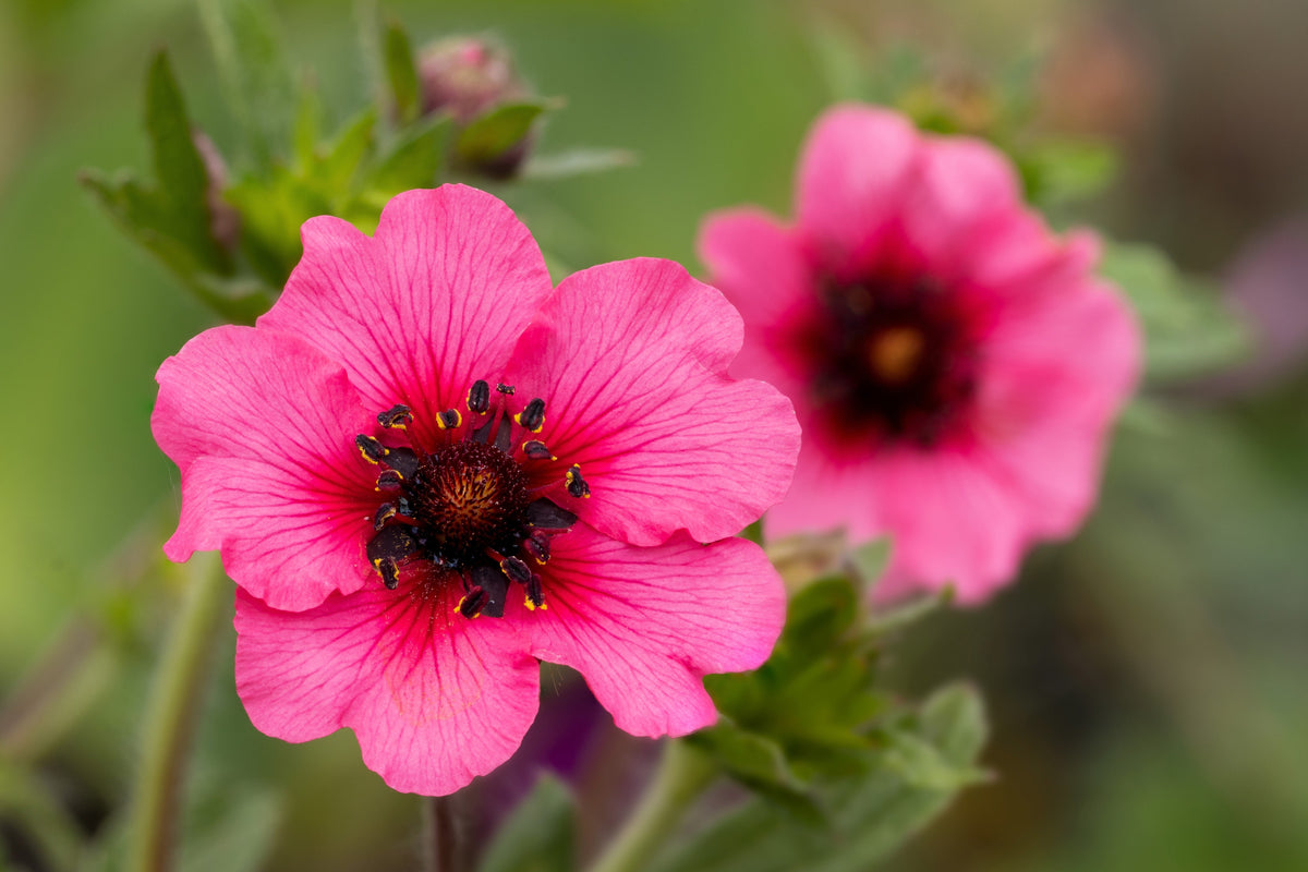 50 NEPAL CINQUEFOIL / POTENTILLA Nepalensis Pink Red Flower Seeds