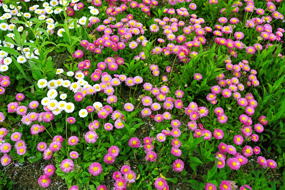 100 semillas de margarita inglesa rosa Bellis Perennis Tasso, flores dobles rosas