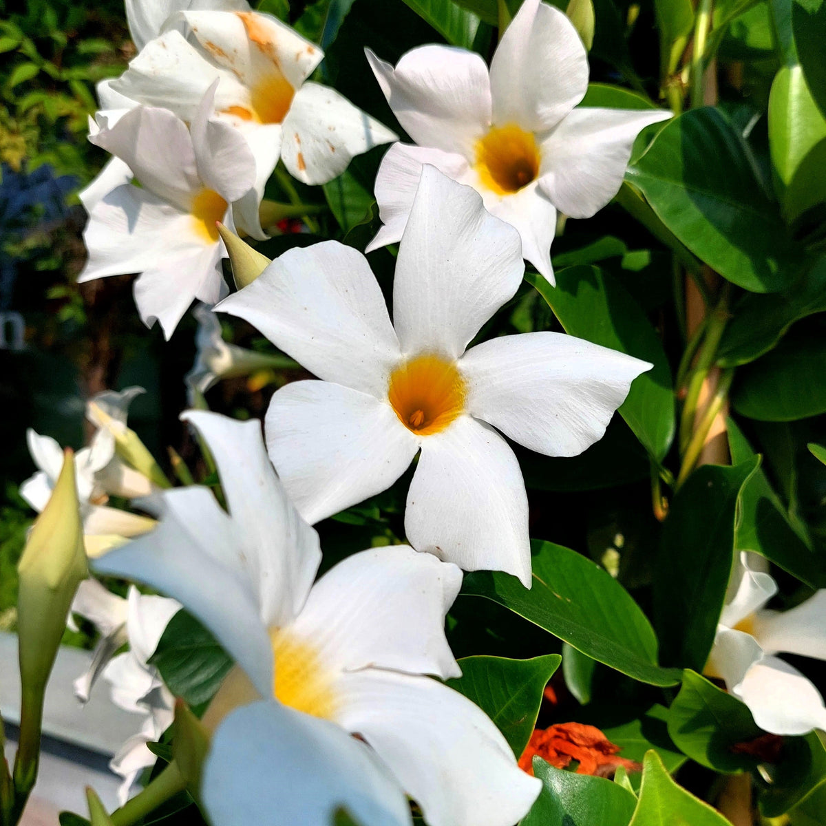 5 semillas de jazmín chileno/mandevilla laxa, flor blanca fragante