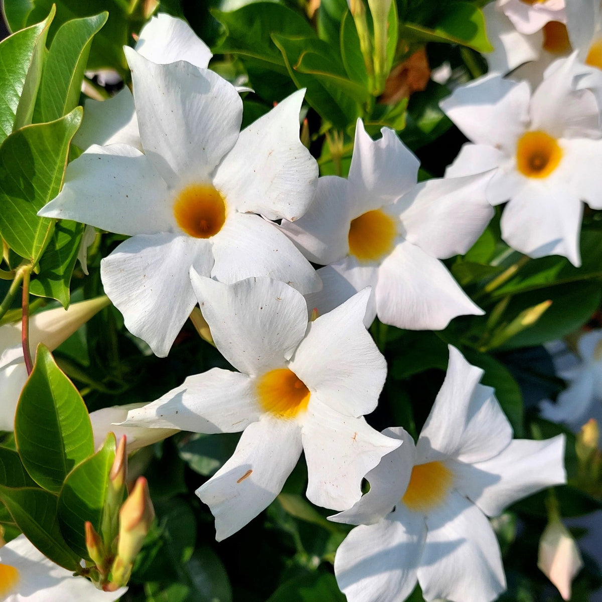 5 semillas de jazmín chileno/mandevilla laxa, flor blanca fragante