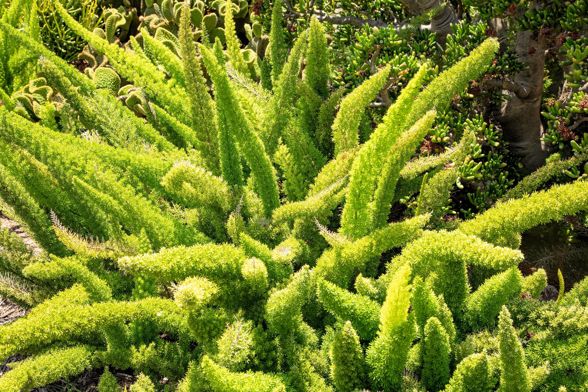 10 semillas de helecho espárrago esmeralda (A. Densiflorus Mazeppa), planta de interior
