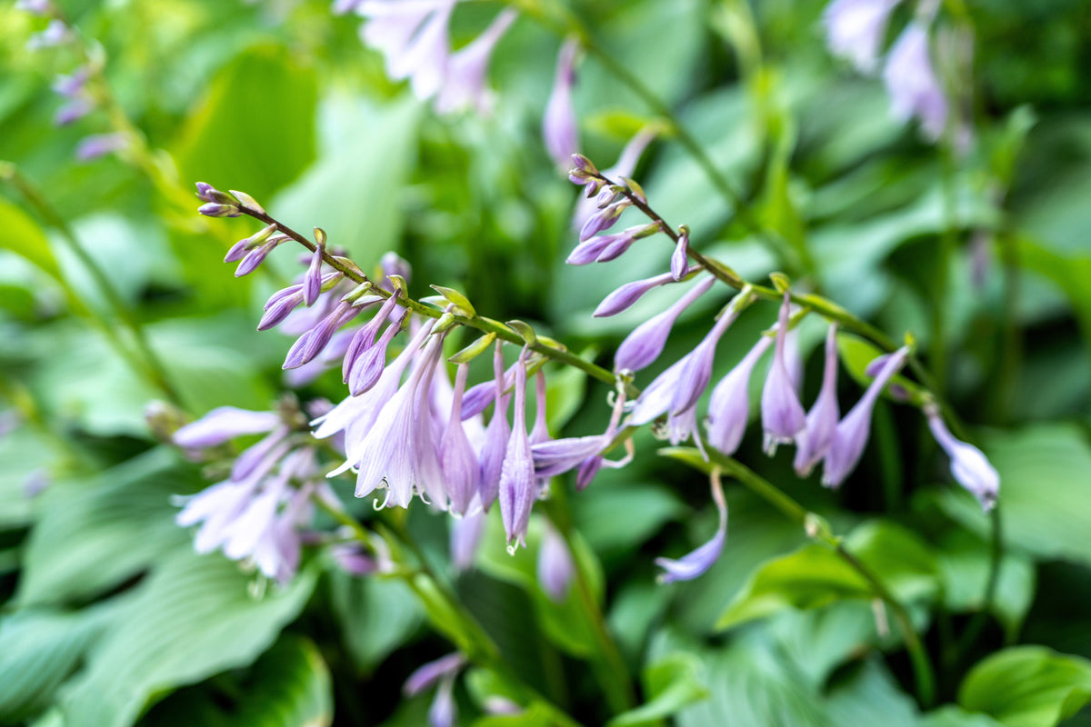 10 semillas de flores HOSTA ELEGANS Shade Lover