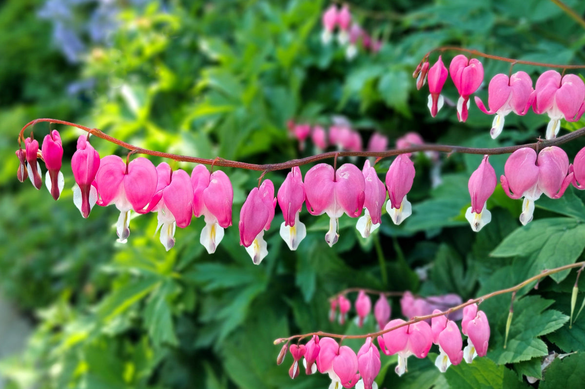 10 semillas de flores de sombra Dicentra Formosa antiguas color rosa corazón sangrante