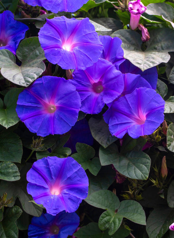 100 semillas de vid de flor de gloria de la mañana morada Ipomoea Nil