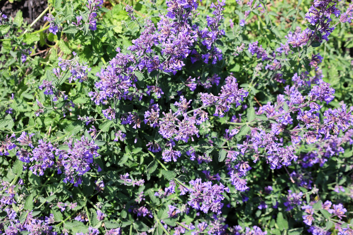 50 semillas de flores de Nepeta Racemosa (menta persa) Mussins