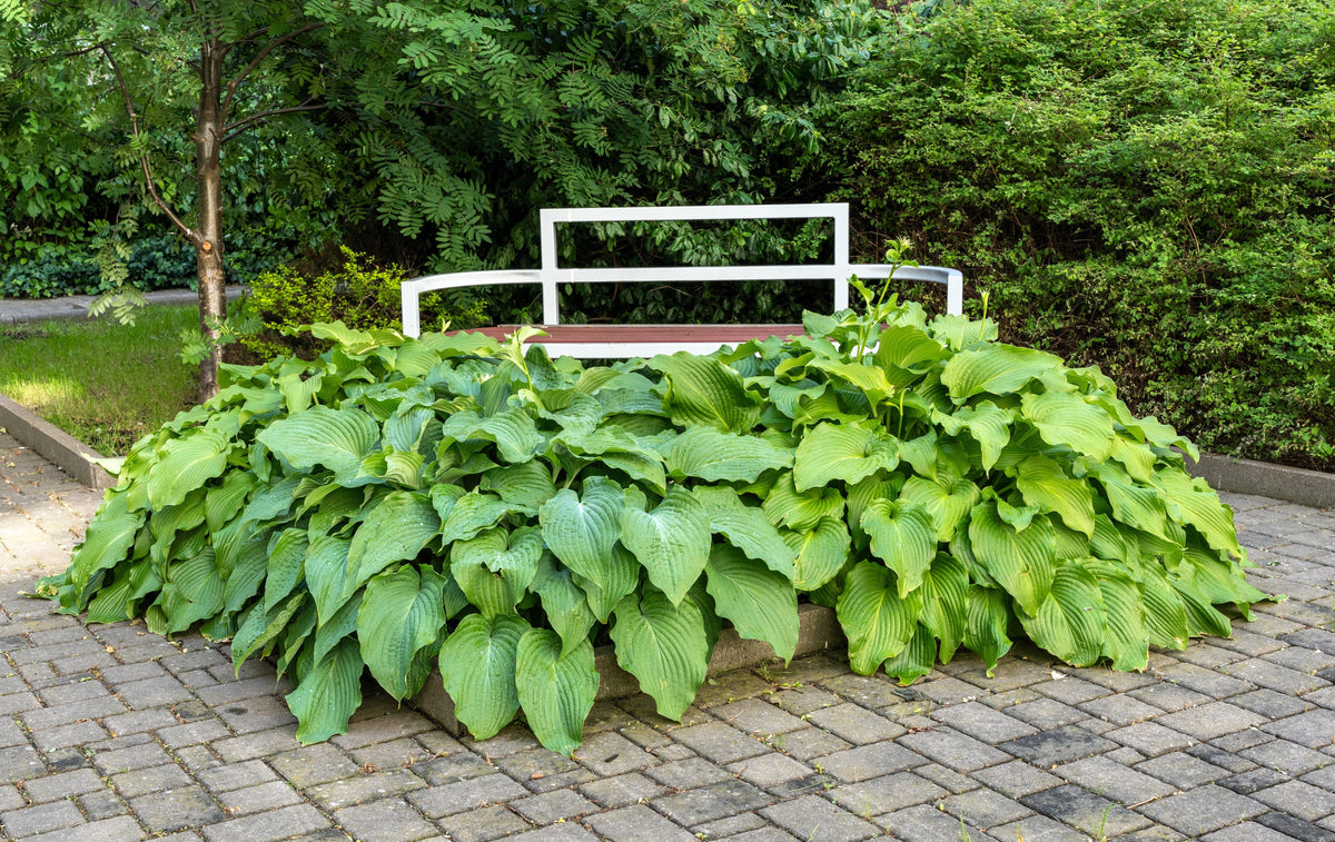 10 semillas de flores HOSTA ELEGANS Shade Lover