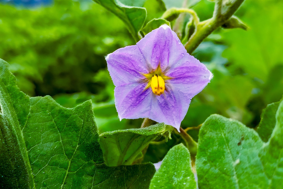 50 semillas de berenjena verde AO DAIMARU Solanum melongena berenjena asiática japonesa