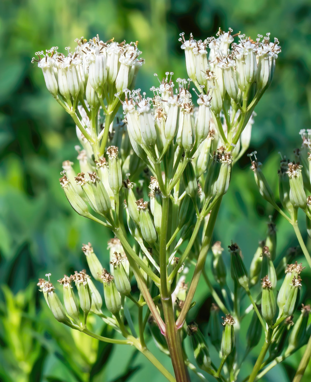 50 GRANDES SEMILLAS DE PLÁTANO INDIO Cacalia Muhlenbergii, flores blancas