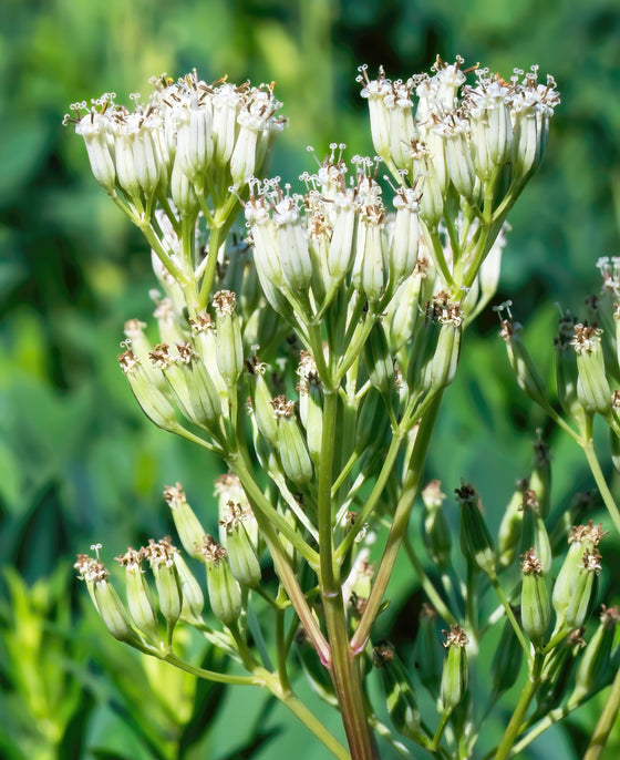 50 GRANDES SEMILLAS DE PLÁTANO INDIO Cacalia Muhlenbergii, flores blancas