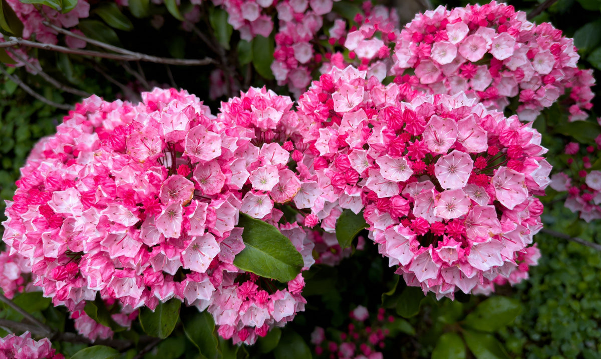 50 semillas de arbusto de laurel de montaña, Kalmia latifolia, blanco, rosa y rojo