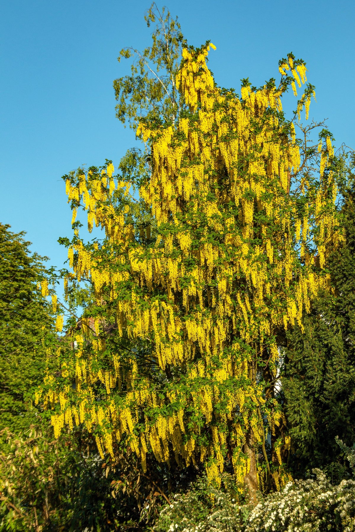 10 semillas de flores amarillas del árbol de la cadena dorada Laburnum Anagyroides