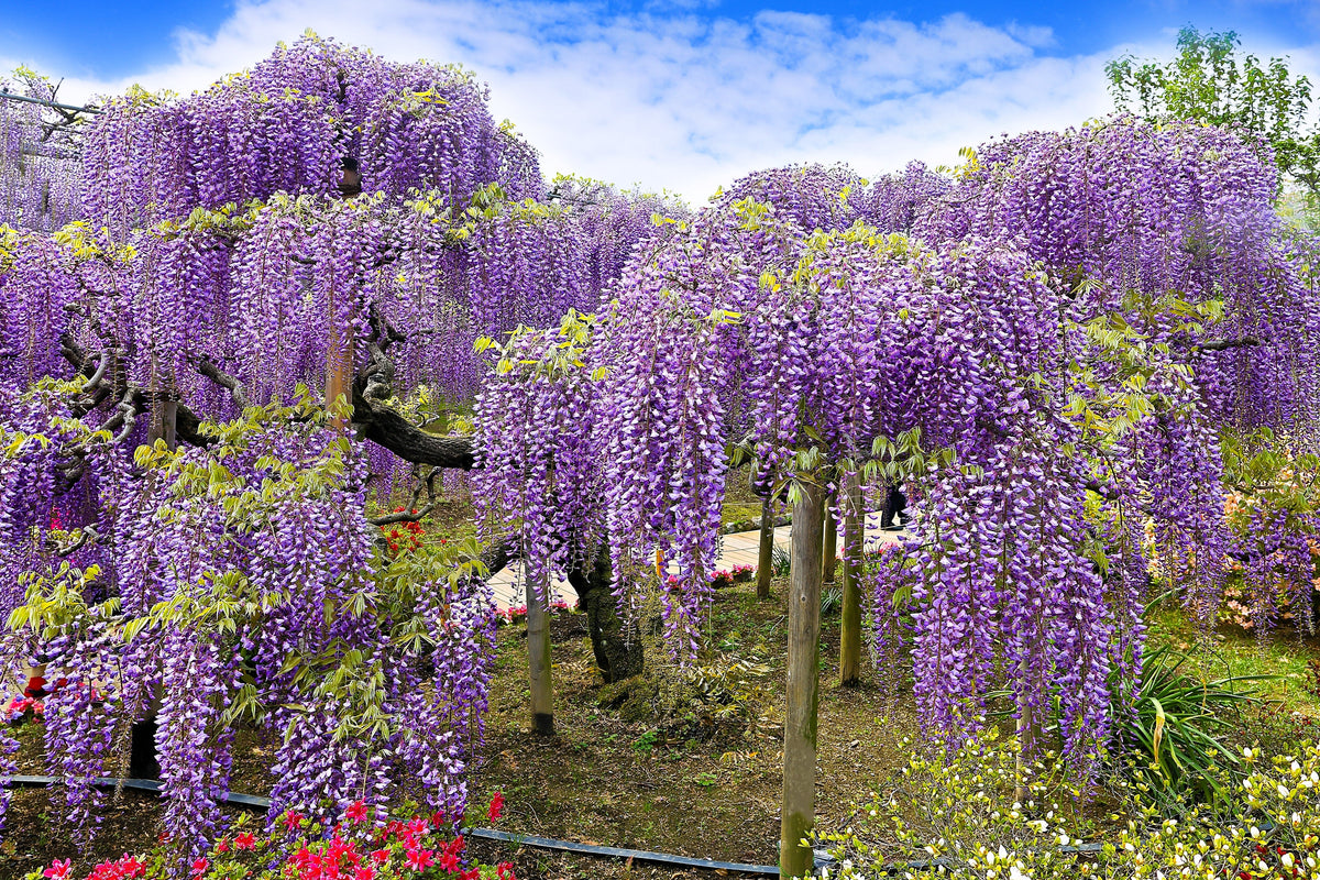 5 semillas de glicina japonesa, flor floribunda, enredadera ornamental morada.