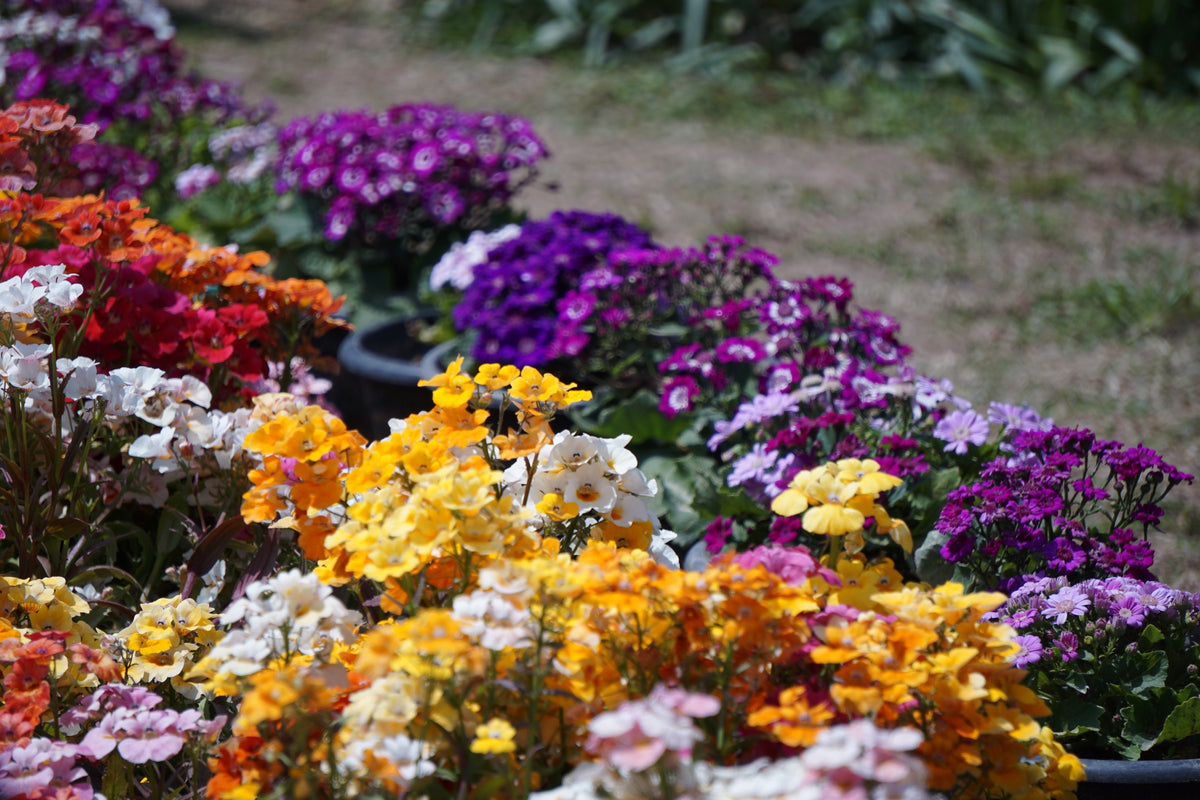 50 semillas de flores de colores mixtos NEMESIA Strumosa CARNIVAL MIX