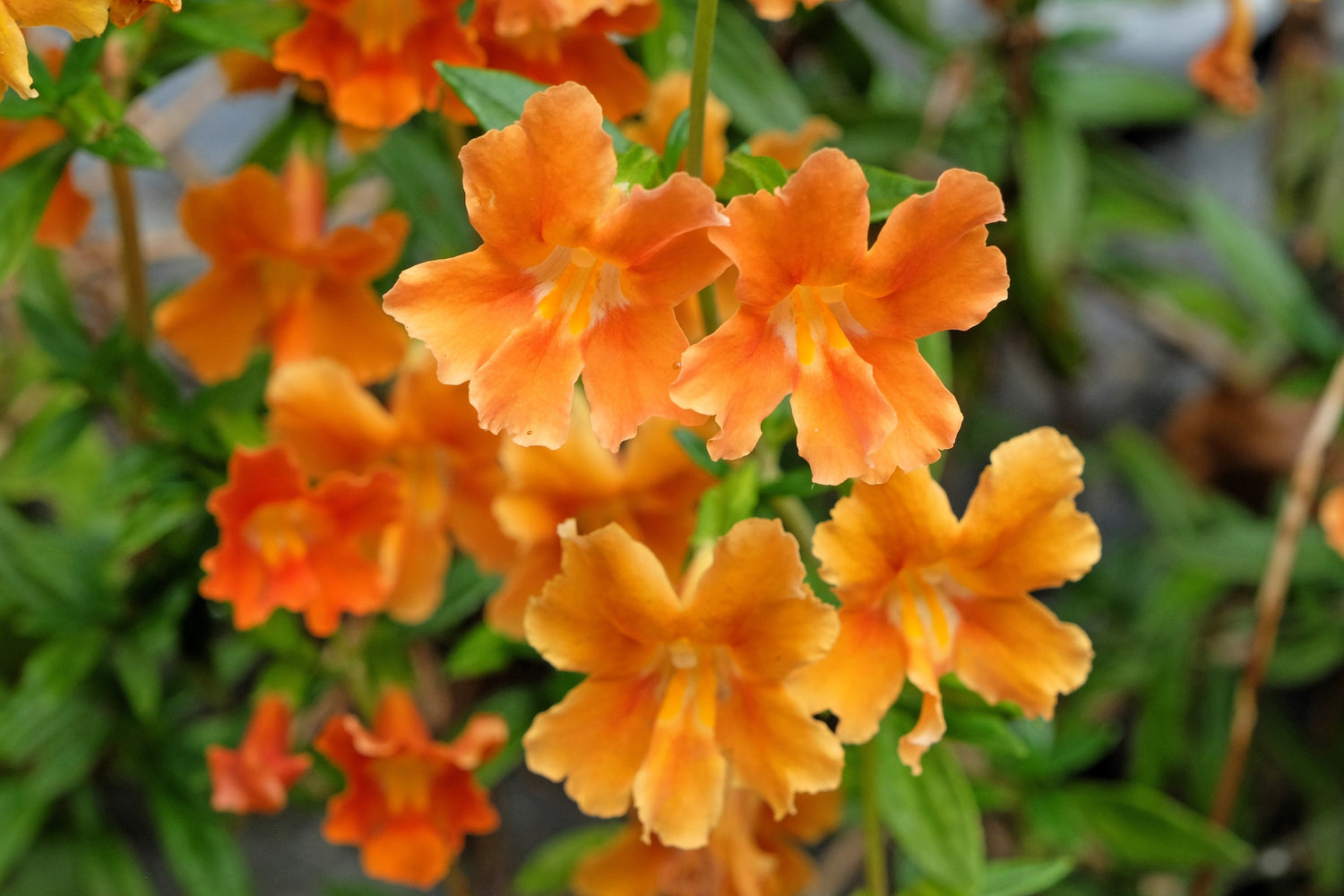 100 semillas de Mimulus FLOR DE MONO NARANJA Brillantina