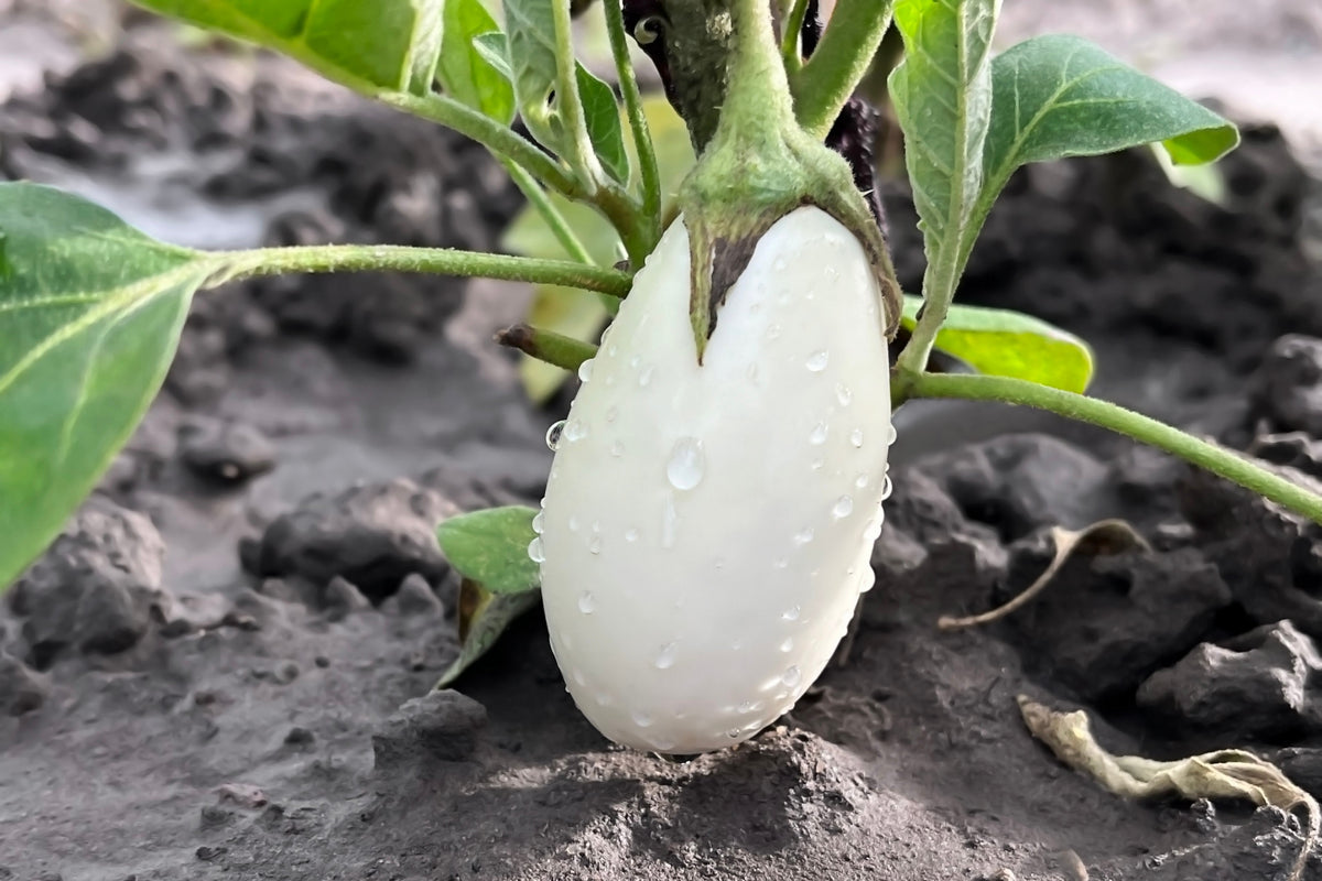 50 semillas de berenjena blanca CASPER Solanum melongena fruta/verdura