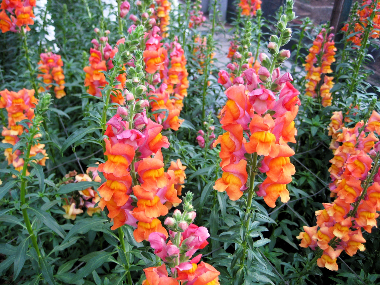 250 semillas de flores de boca de dragón naranja maravillosas (Antirrhinum majus)