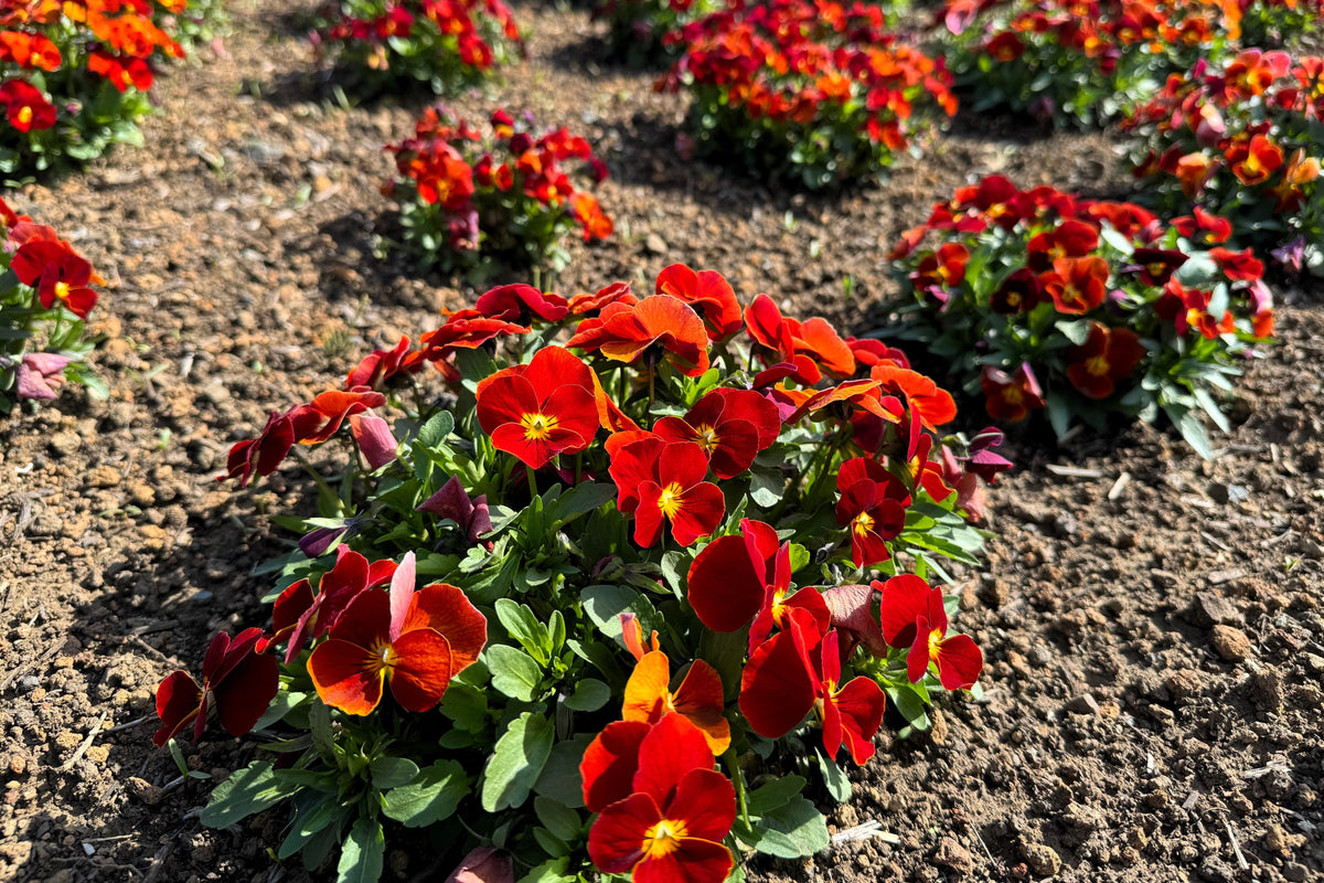 50 semillas de flores de pensamiento rojo y amarillo violeta Viola Wittrockiana