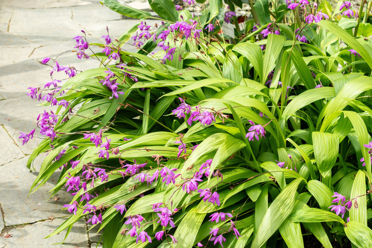50 semillas resistentes de orquídea terrestre china Bletilla Striata, flores moradas