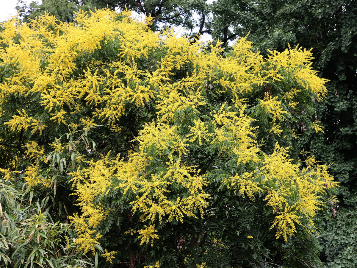10 semillas de flores amarillas del árbol de la lluvia dorada Koelreuteria paniculata