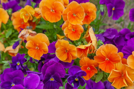 50 semillas de flores de Viola Wittrockiana gigante suiza ORANGE SUN PANSY