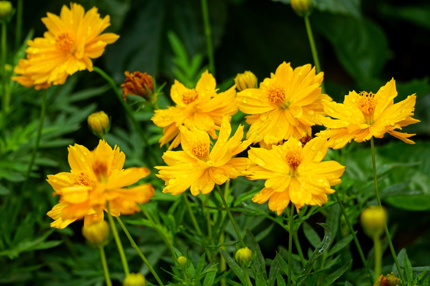 300 semillas de flores de Cosmos Bipinnatus de azufre amarillo