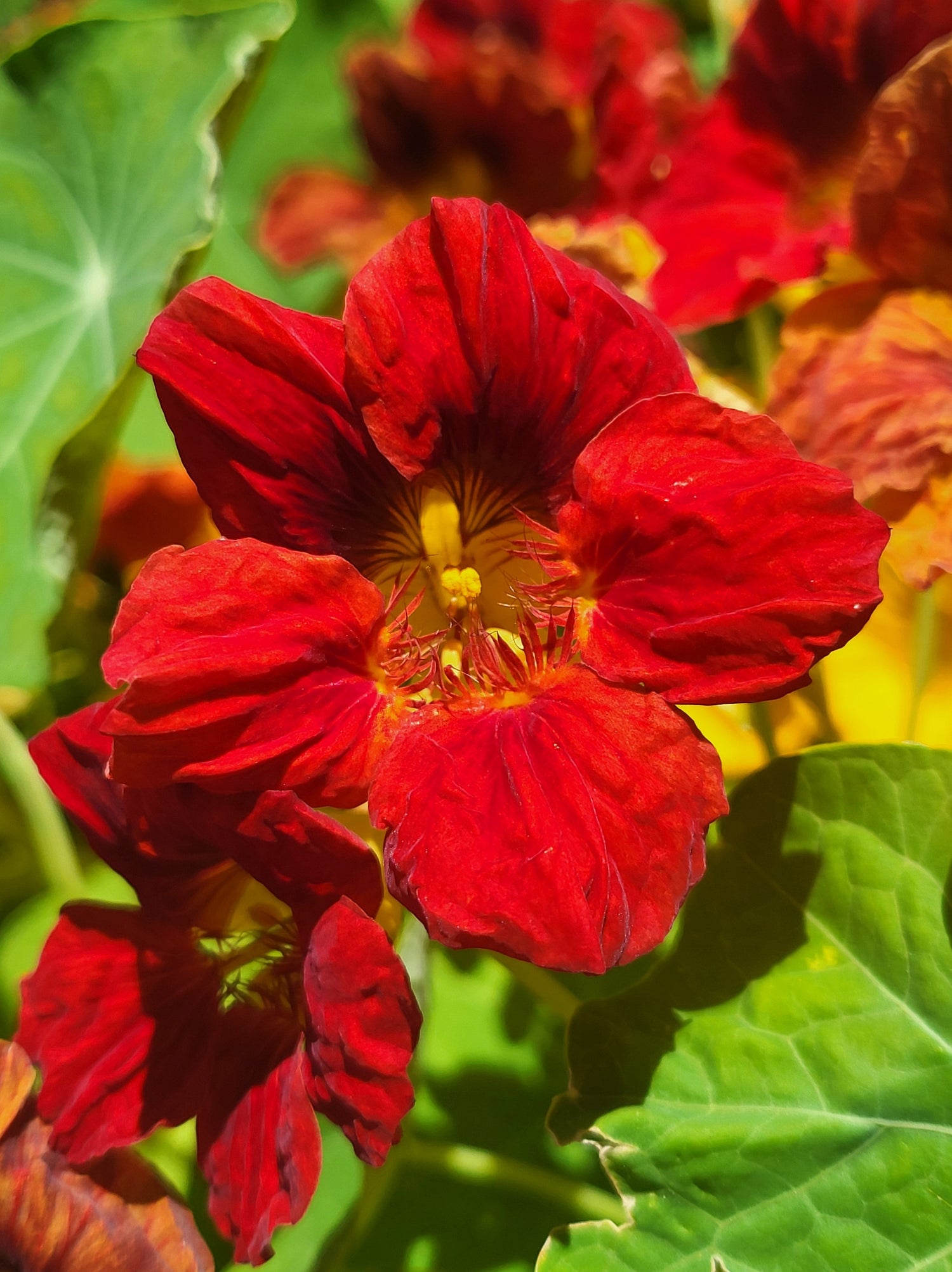 25 semillas de flores de colibrí enanas de capuchina roja (Tropaeolum Nanum)