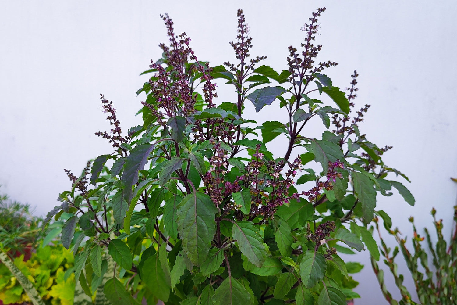 250 semillas de flores de hierba Tulsi verde ALBAHACA SANTA Ocimum Sanctum Tenuiflorum