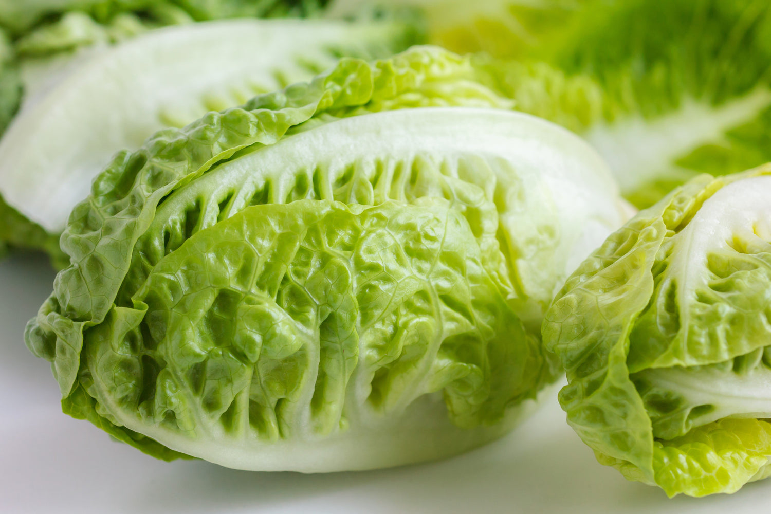 3000 semillas de lechuga Little Gem, lechuga romana pequeña, lechuga mantecosa, Lactuca sativa