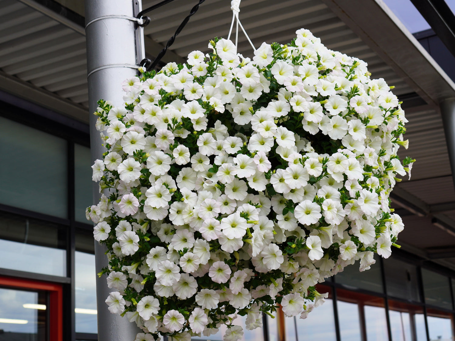 25 semillas de flores de PETUNIA GRANDIFLORA BLANCA