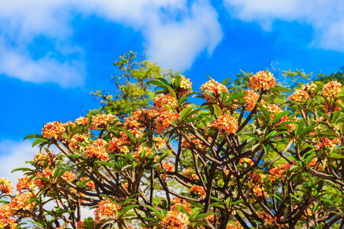 10 semillas de plumeria de colores variados - Lei Flower Frangipani Mix, arbusto fragante, árbol pequeño, rosa, rojo, amarillo, blanco, melocotón, dos tonos