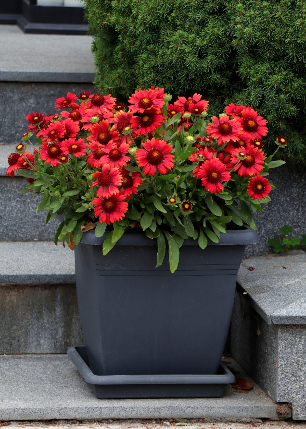50 semillas de flor de manta india roja GAILLARDIA BORGOÑA