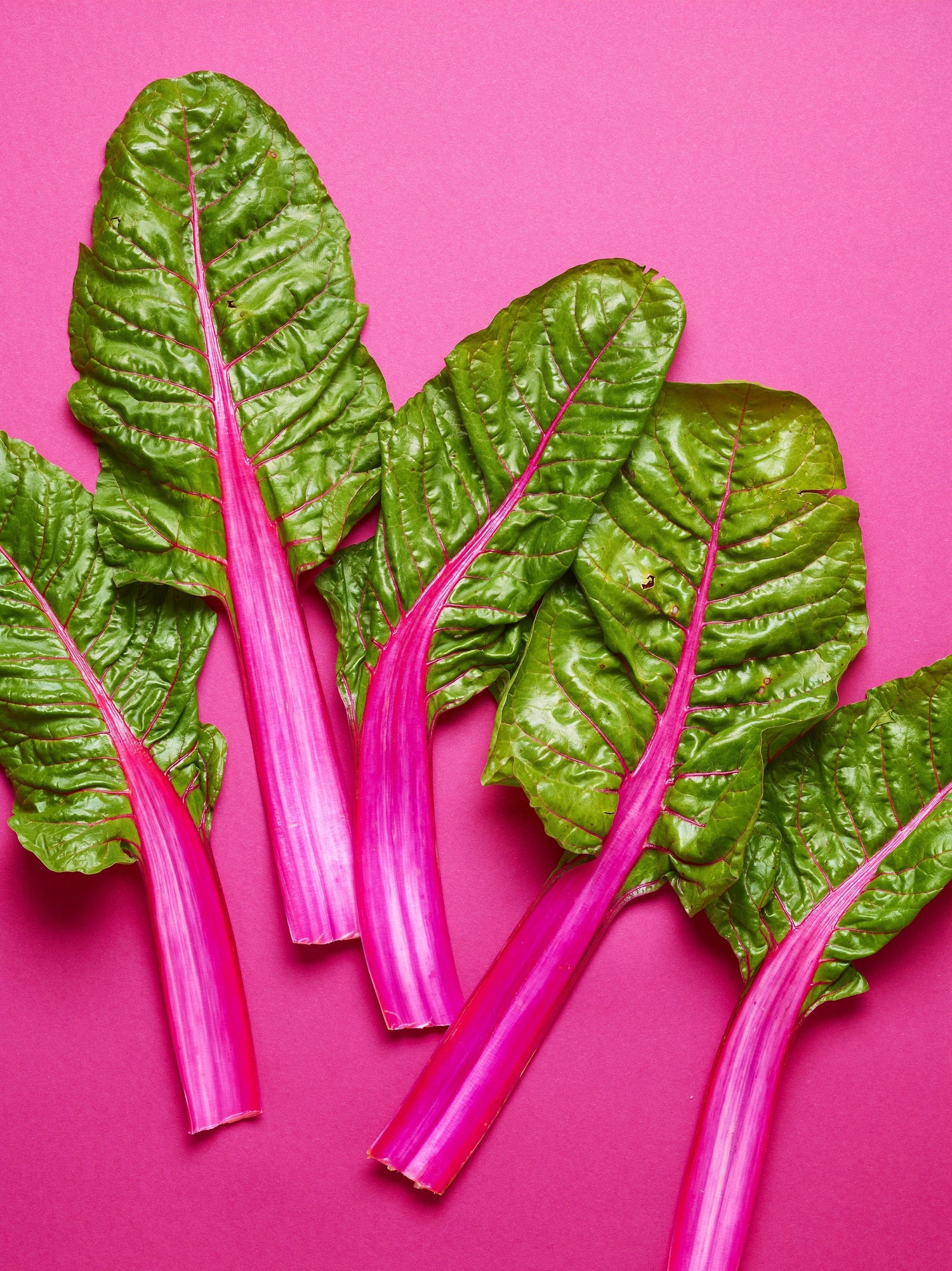 40 Semillas de acelga rosa, lápiz labial, semillas de espinaca perpetua, Beta vulgaris