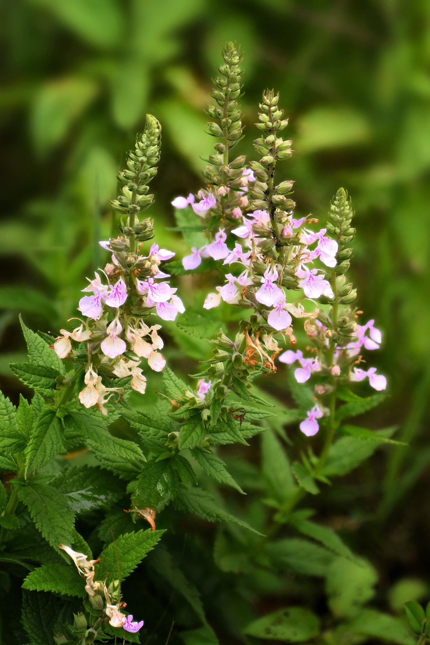 100 semillas de flores de hierba de salvia americana (Teucrium canadense)
