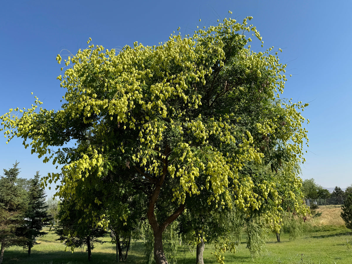 10 semillas de flores amarillas del árbol de la lluvia dorada Koelreuteria paniculata