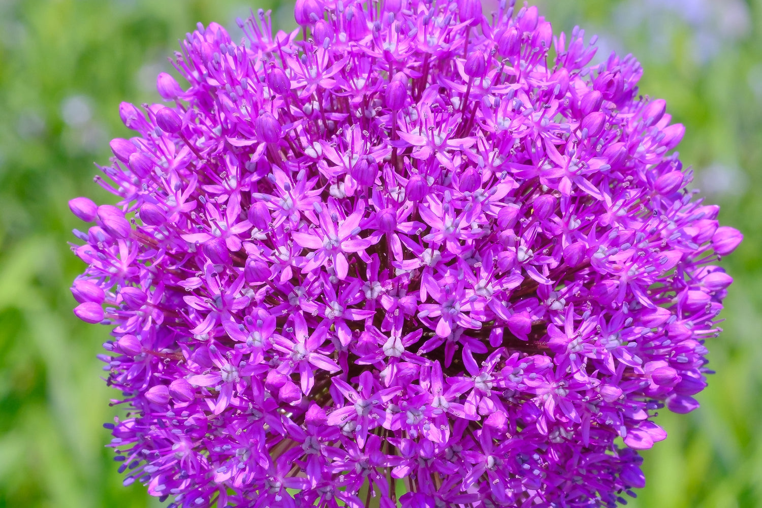 25 semillas de flores de globo púrpura Allium giganteum